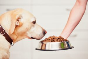 Pet Food Palatability