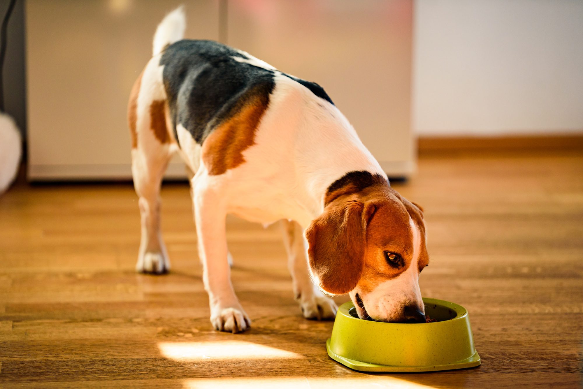 Dog Food Palatability