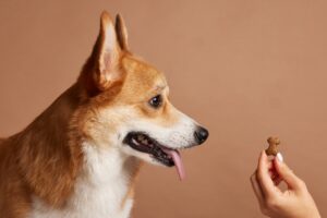 pet food palatability enhancers