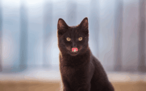 Cat Food Toppers