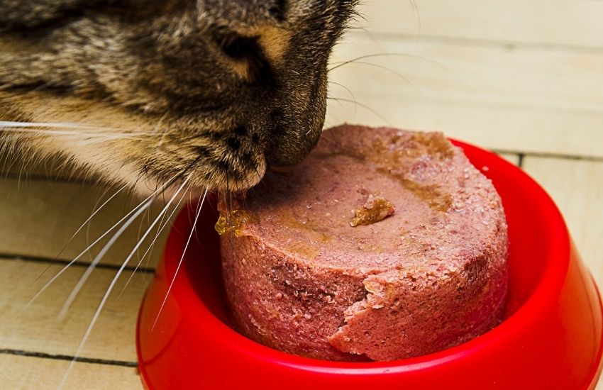 Cat Palatant Powder