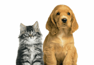 Taste Amplifier for Dogs