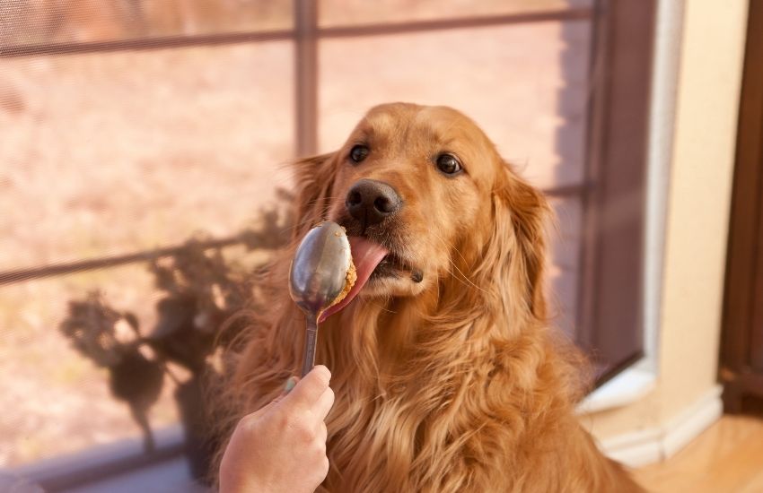 dry dog food flavors