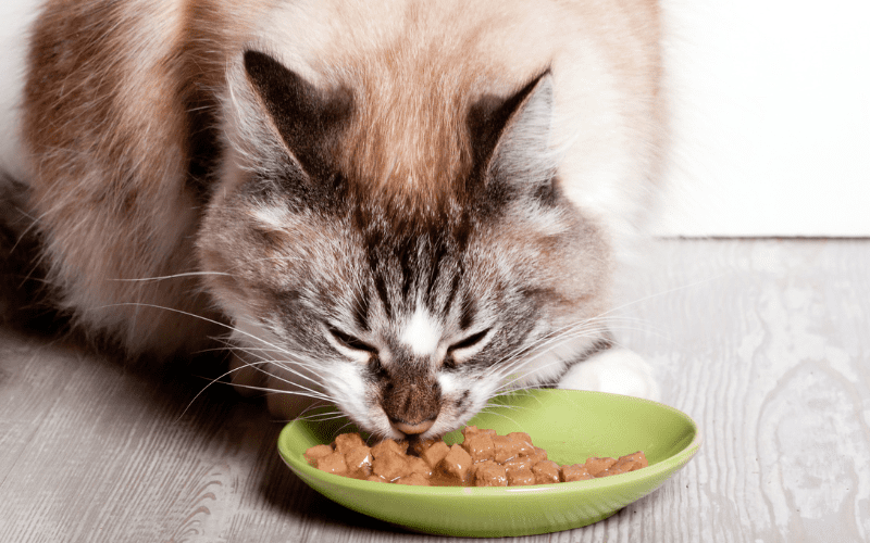Potenciadores de la Palatabilidad en Comida para Gatos